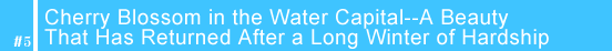 #5 Cherry Blossom in the Water Capital--A Beauty That Has Returned After a Long Winter of Hardship